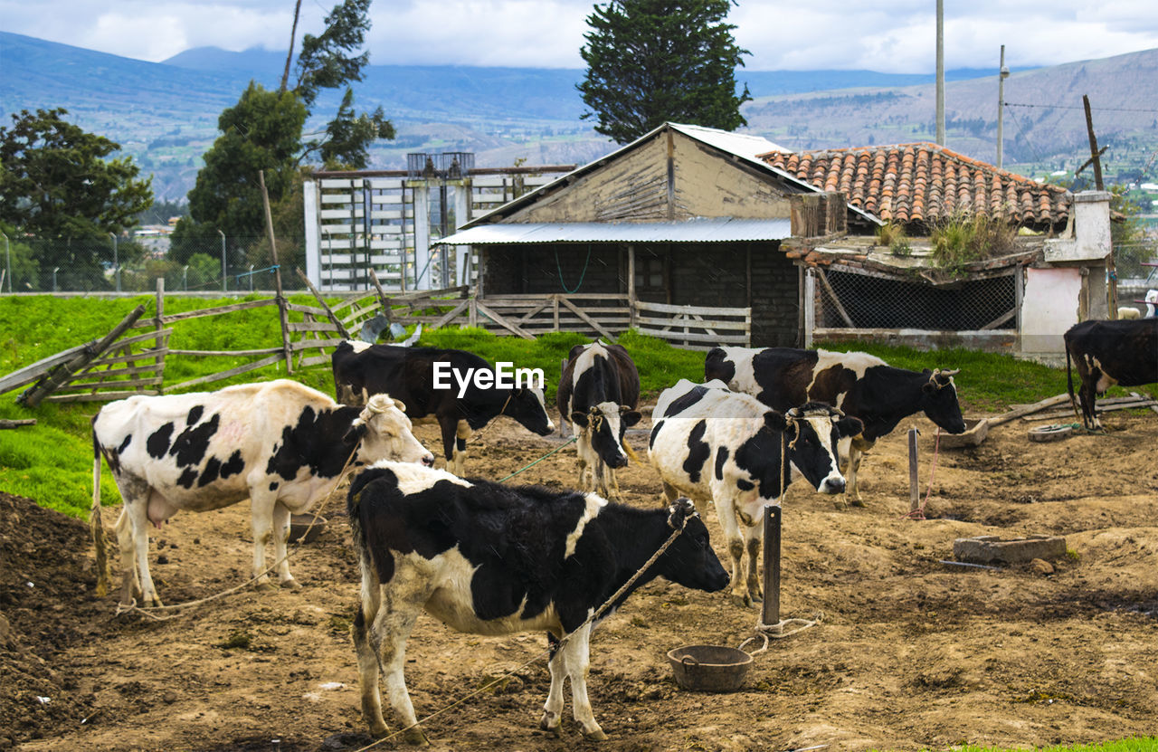 Cows on field