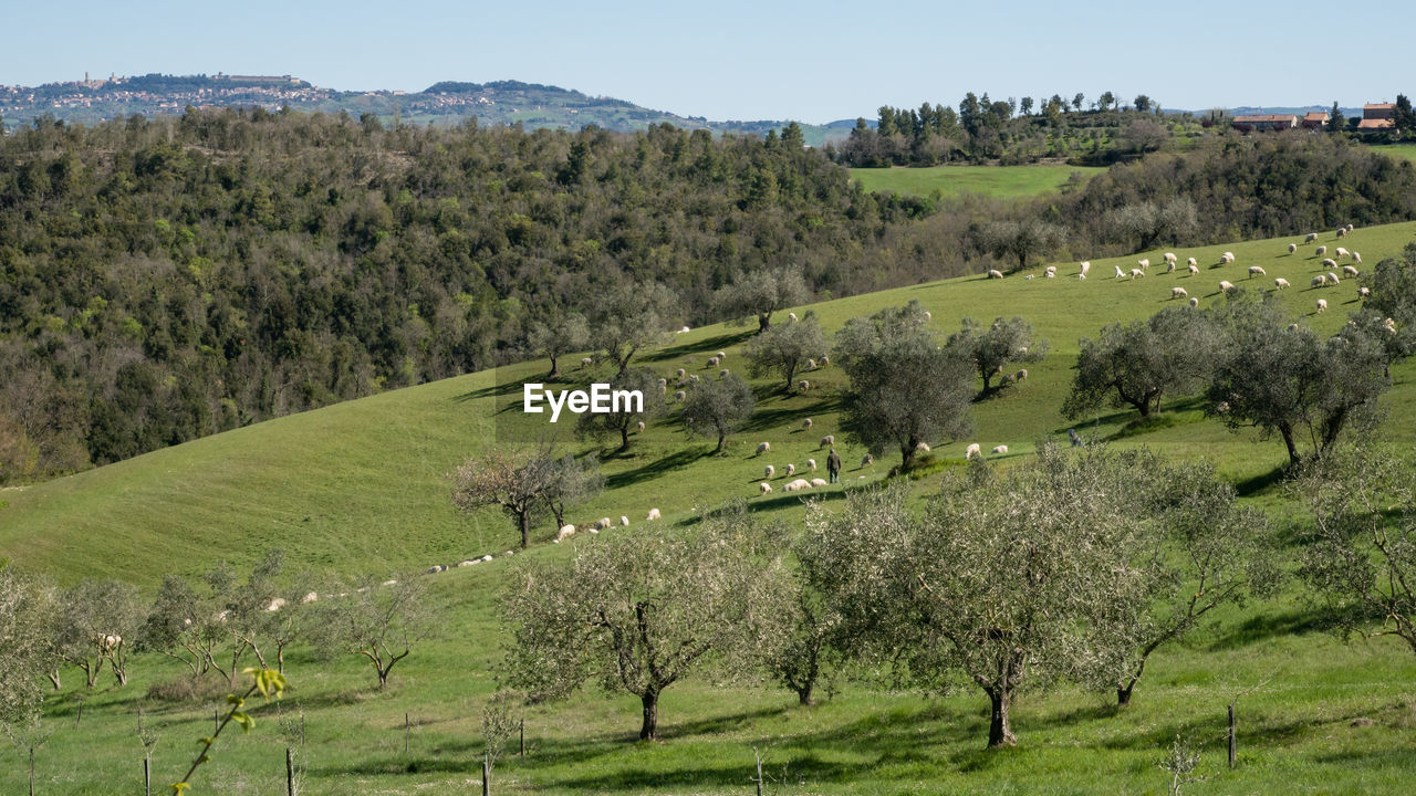 Tuscan shepherd with flock of sheep
