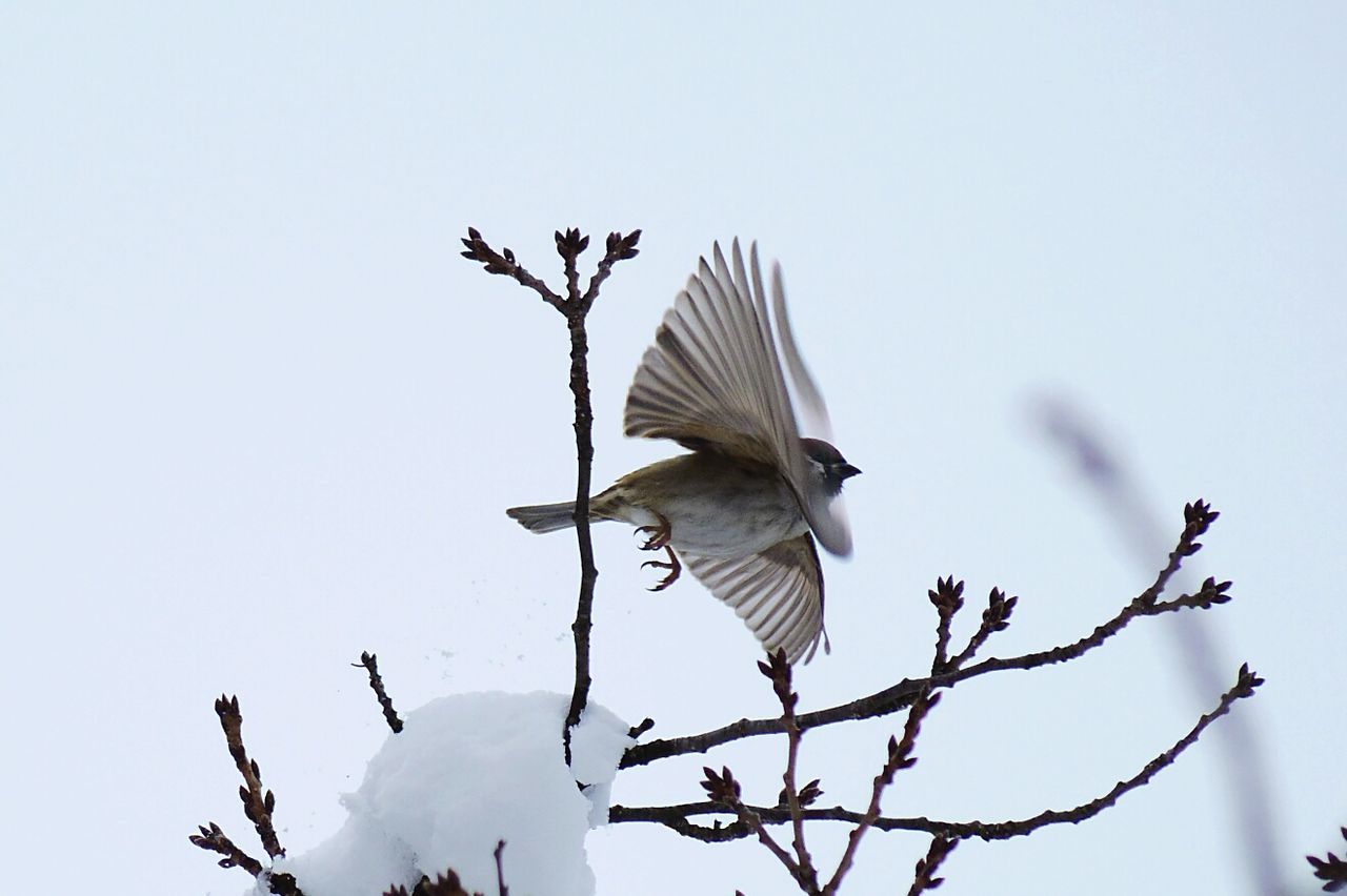 LOW ANGLE VIEW OF BIRD FLYING AGAINST SKY