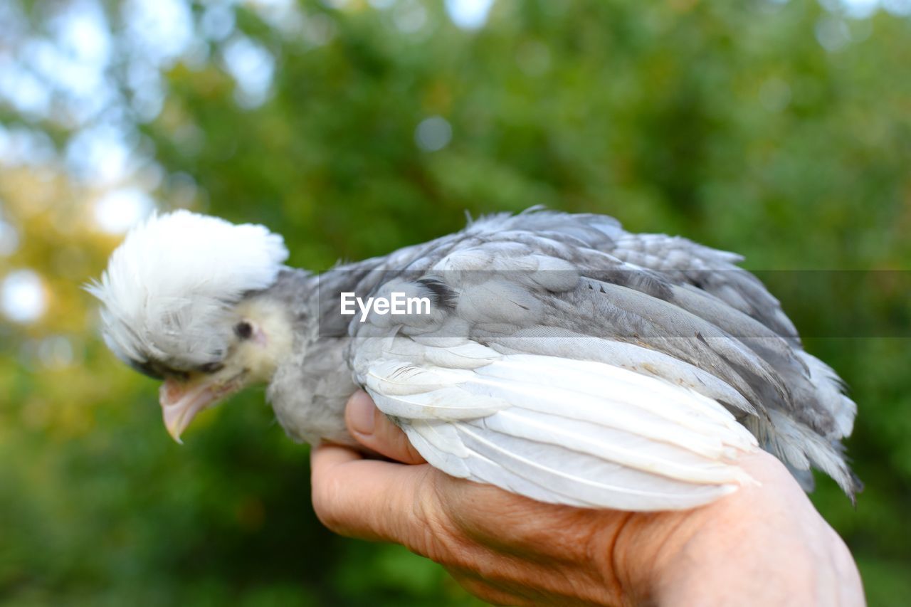 Close-up of hand holding bird against blurred background