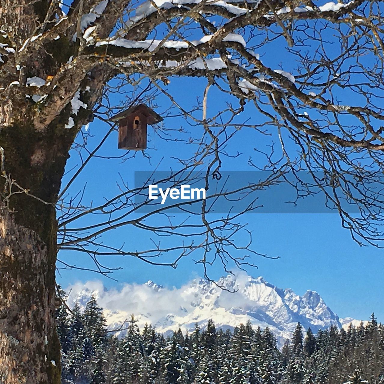 LOW ANGLE VIEW OF BARE TREE AGAINST CLEAR SKY