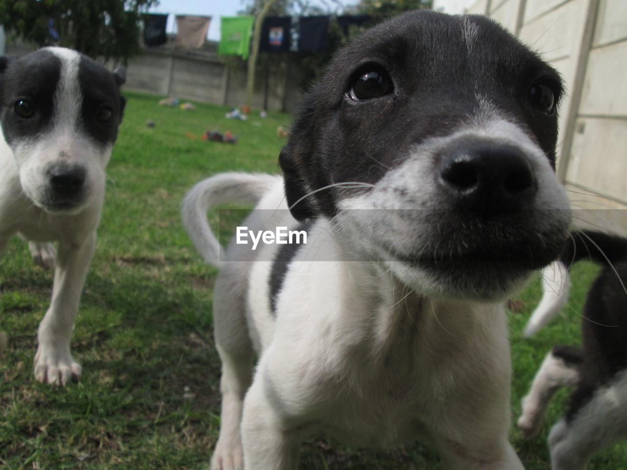 Close-up of puppies on grassy field