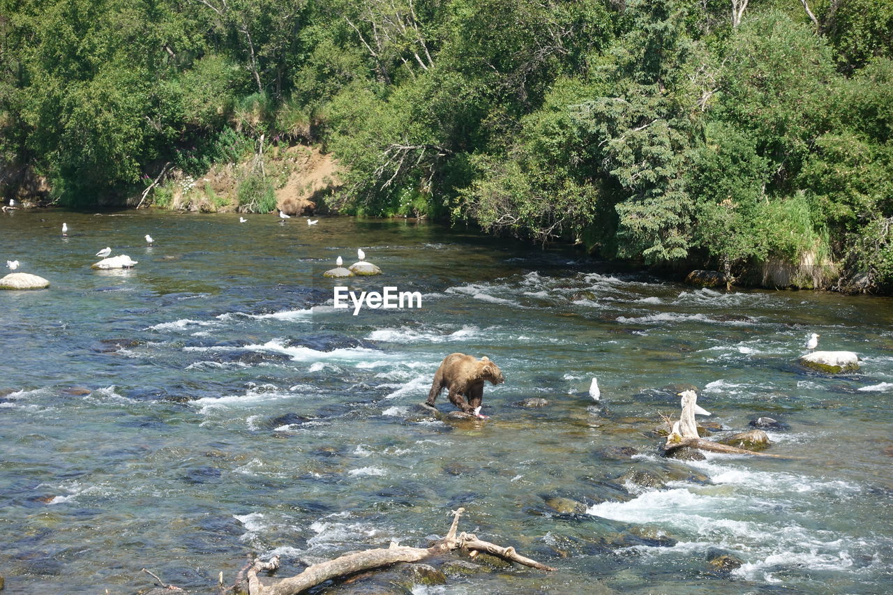 DUCKS IN THE RIVER