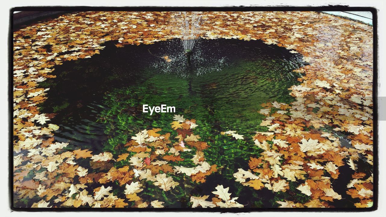 Fallen leaves on fountain water