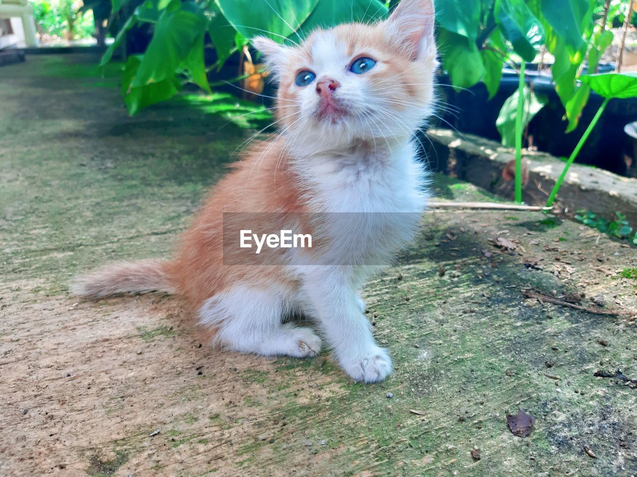 portrait of cat sitting on footpath