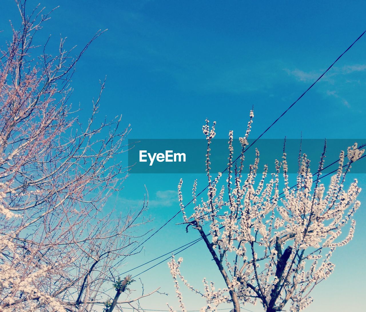 LOW ANGLE VIEW OF CHERRY BLOSSOM TREE AGAINST BLUE SKY