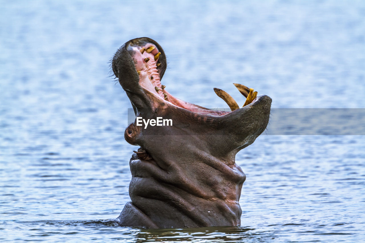 View of horse in sea