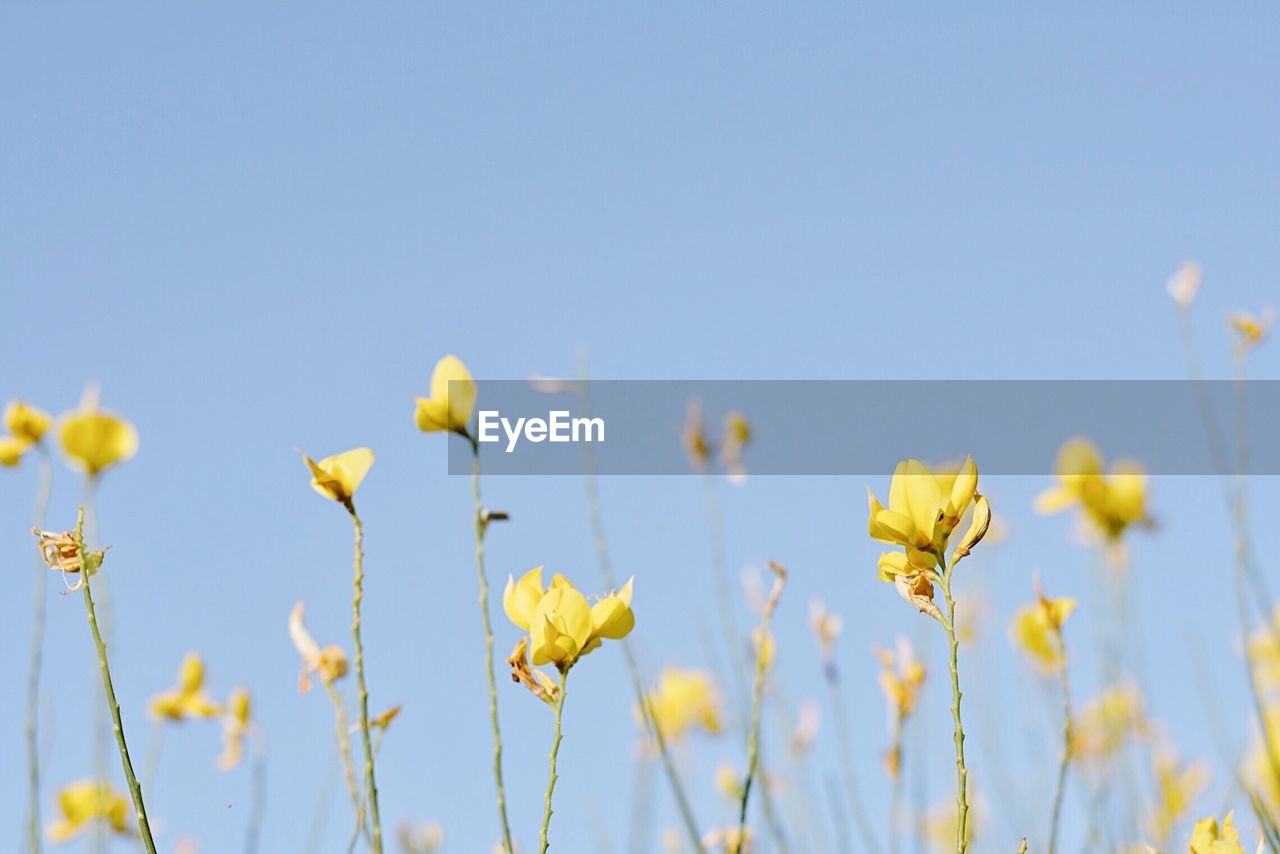 Close-up of yellow flowers blooming on field against clear sky