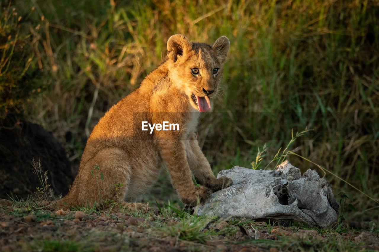 Lion cub sitting on grassy field