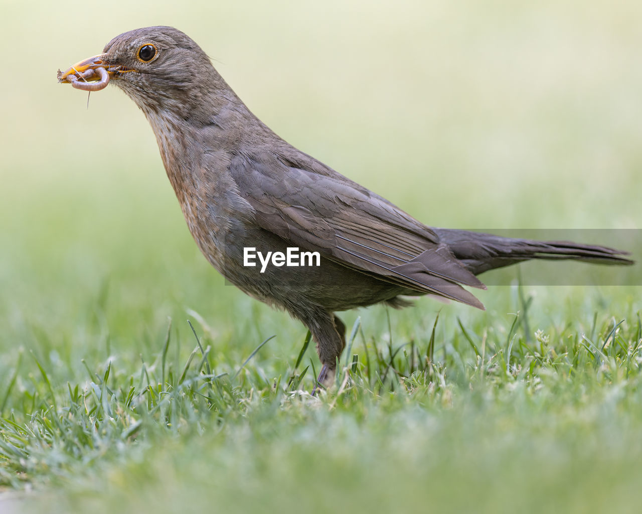 close-up of bird perching on grass