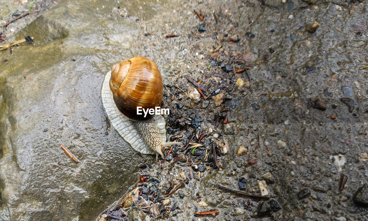 HIGH ANGLE VIEW OF SNAIL ON ROCKS