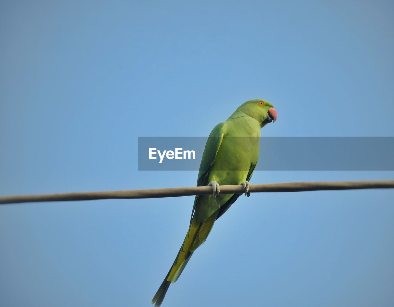 Alexandrine parakeet
