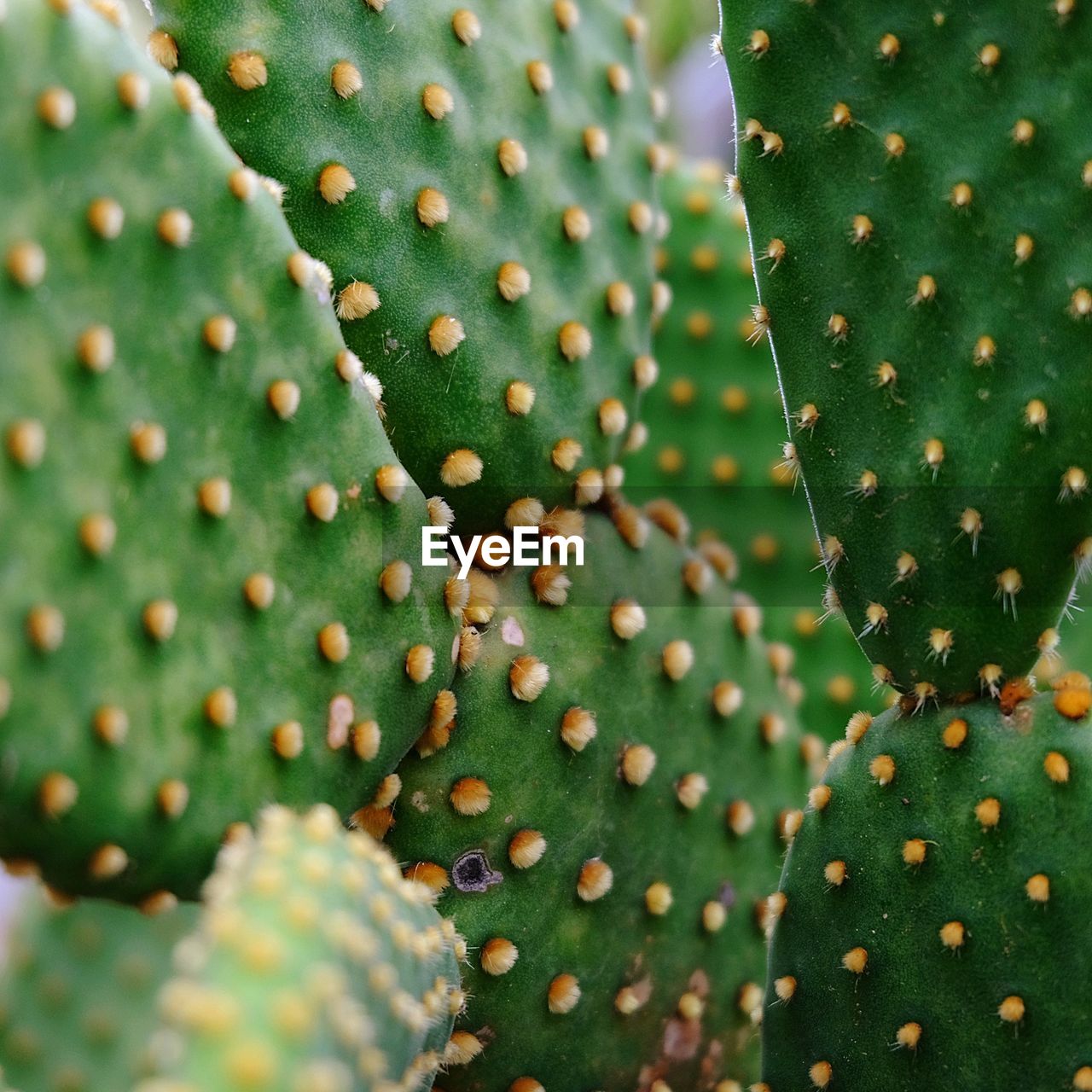 FULL FRAME SHOT OF CACTUS