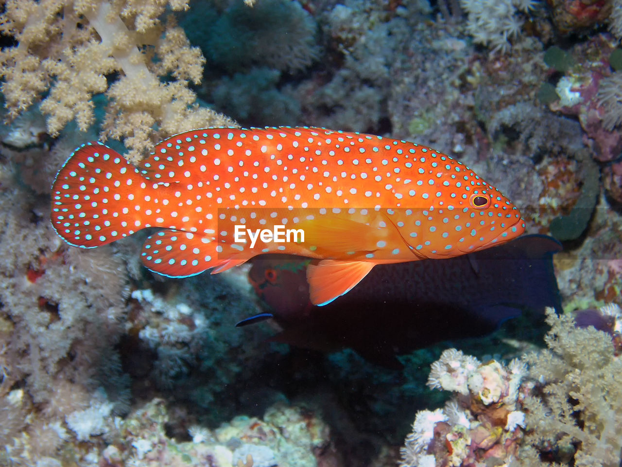 Close-up of fish in sea