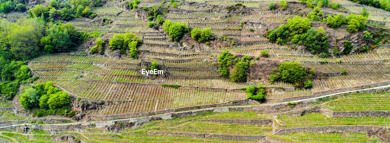 HIGH ANGLE VIEW OF PLANTS ON FIELD