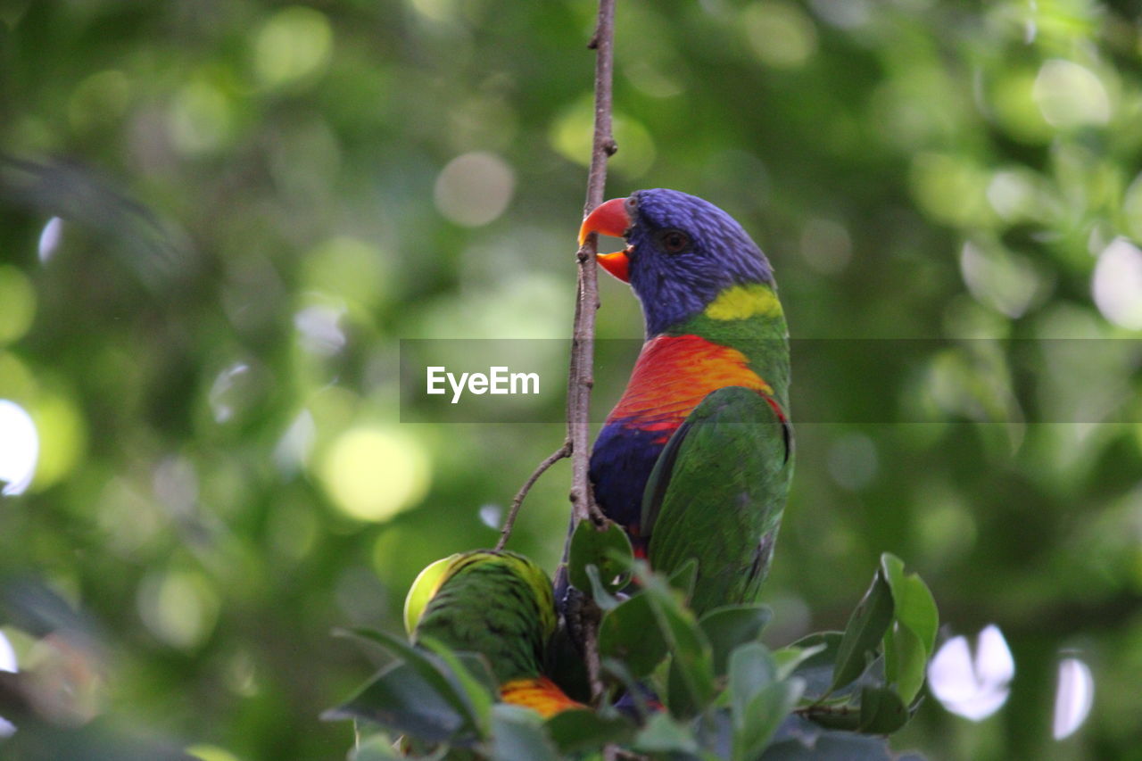 BIRD PERCHING ON PLANT