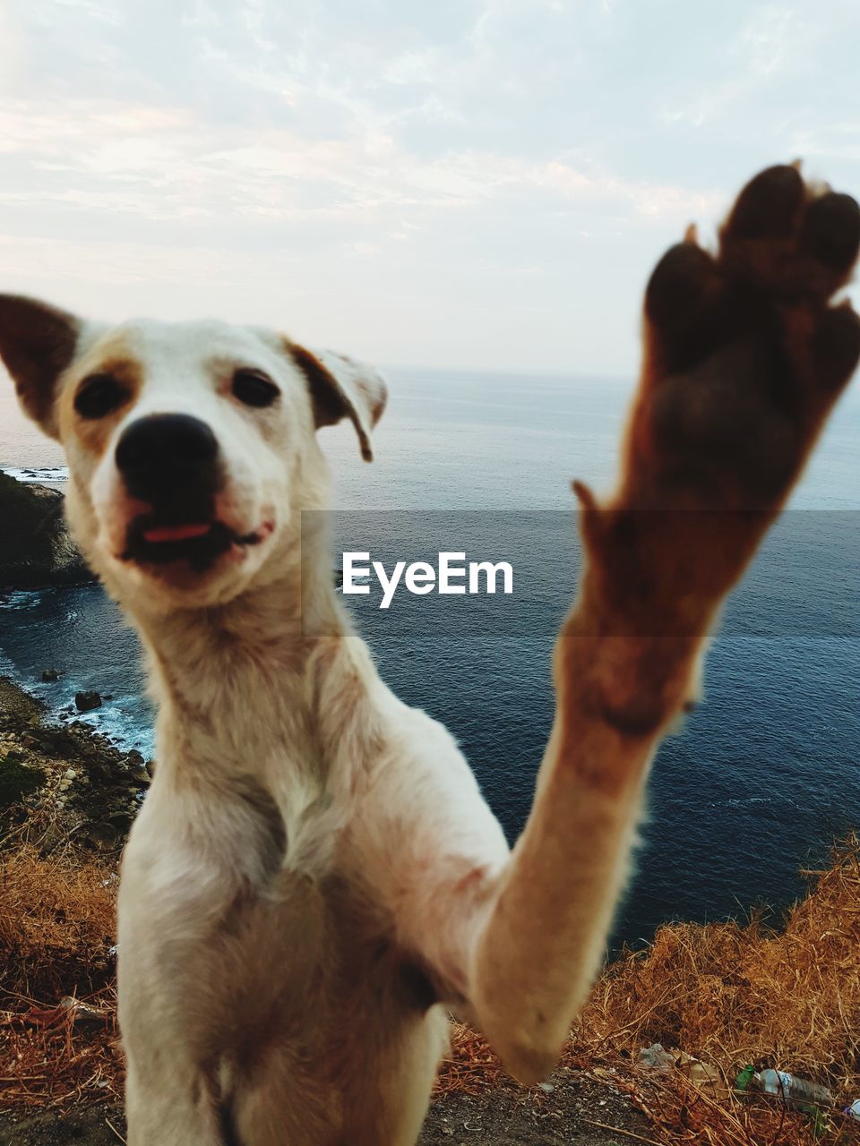 CLOSE-UP OF DOG AGAINST SEA