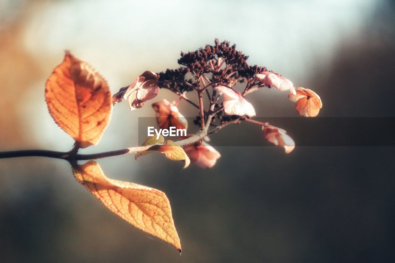 Close-up of flower tree against sky