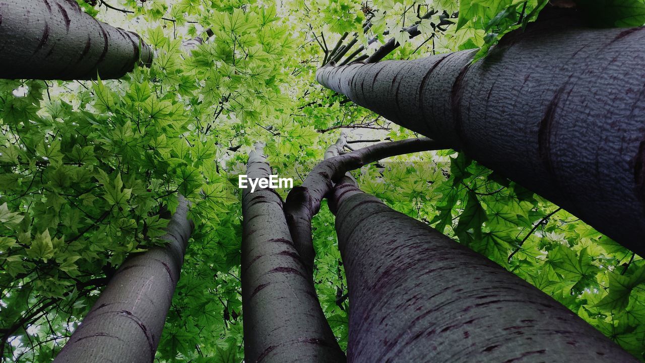 LOW ANGLE VIEW OF TREES