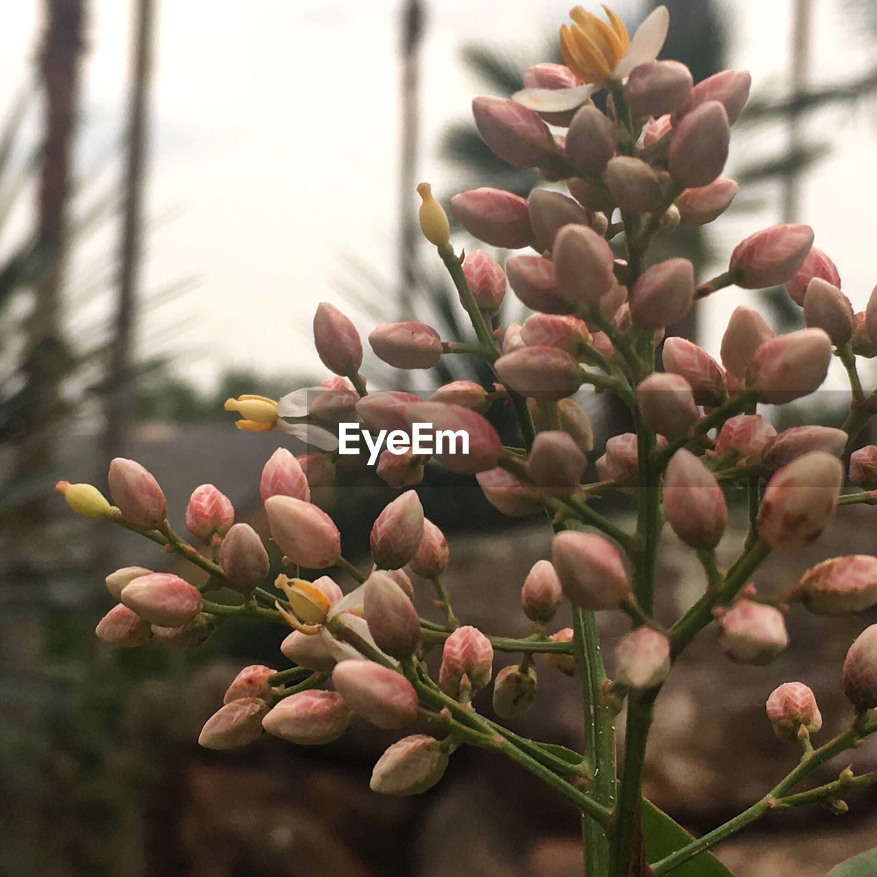 CLOSE-UP OF FLOWERING PLANT AGAINST TREES