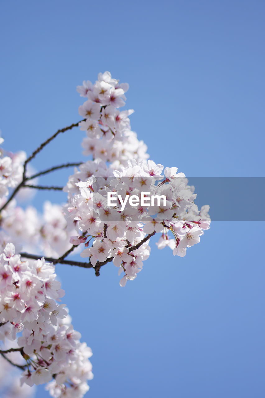 Low angle view of cherry blossoms against clear blue sky