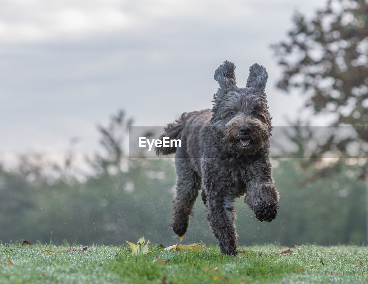 Portrait of dog running on field