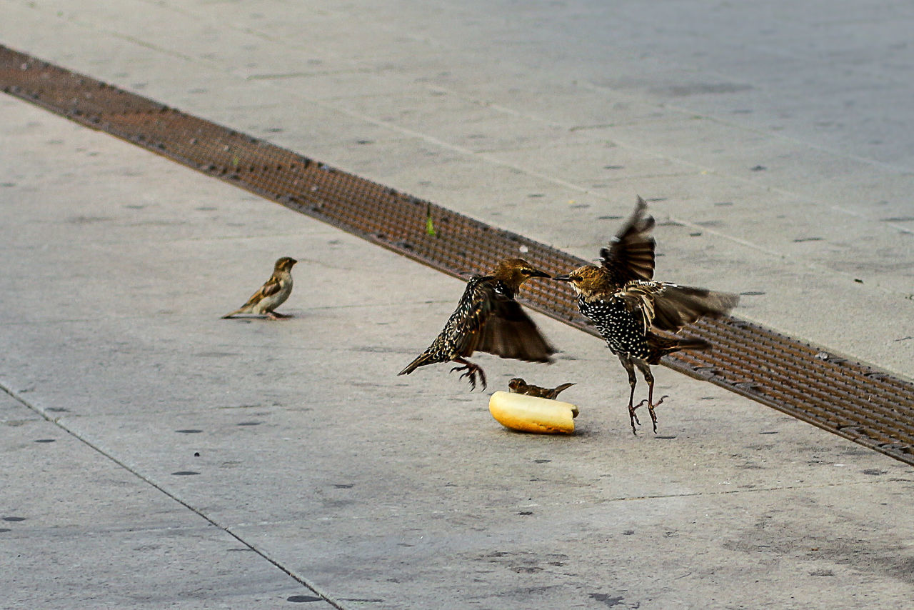 HIGH ANGLE VIEW OF BIRD PERCHING ON UMBRELLA