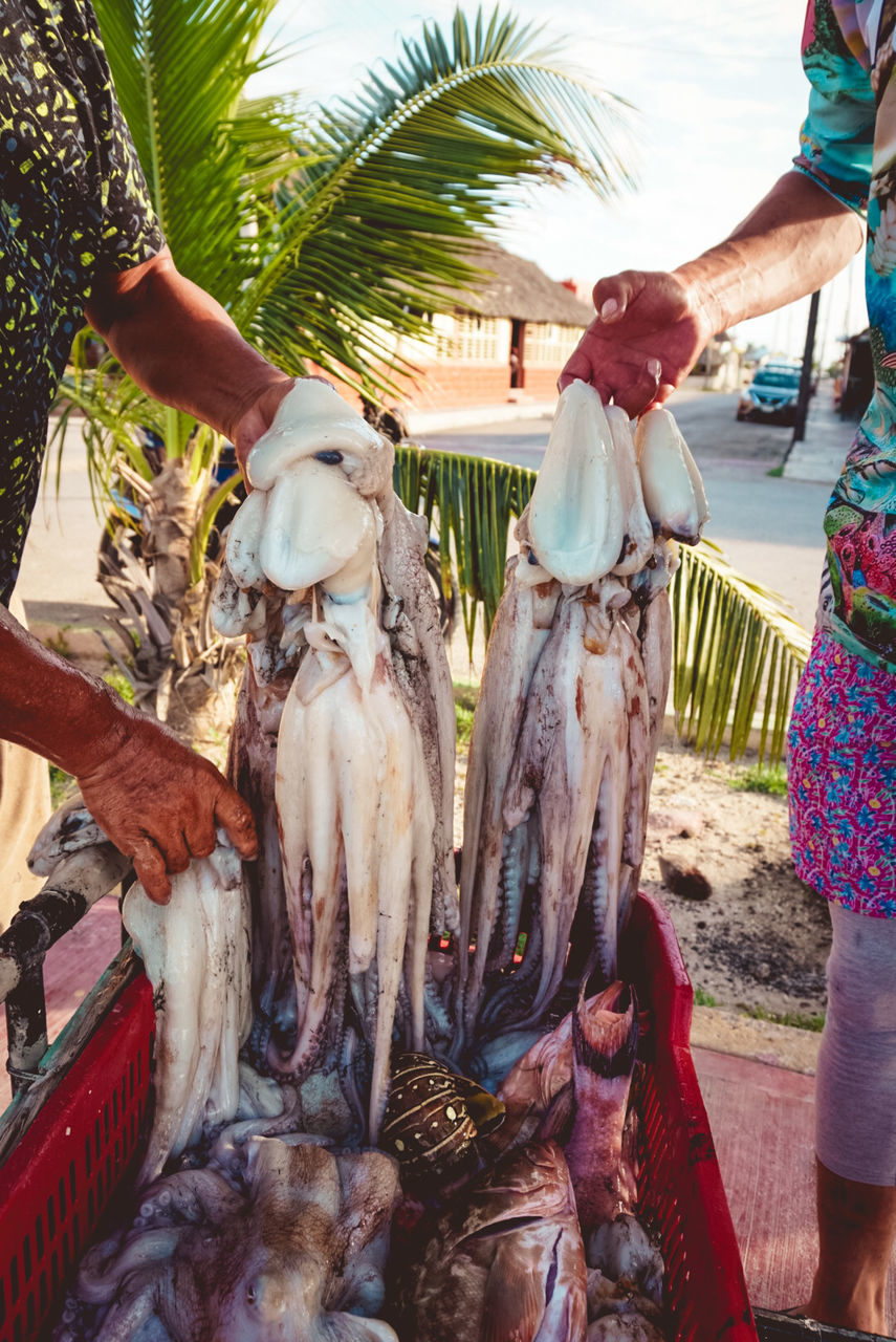 adult, food, tropical climate, animal, food and drink, nature, group of people, business, retail, men, market, women, day, occupation, palm tree, outdoors, fish, seafood, business finance and industry, freshness, for sale, clothing, water, tree, person, celebration, animal themes, healthy eating