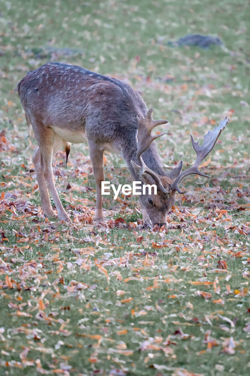 deer standing on grassy field