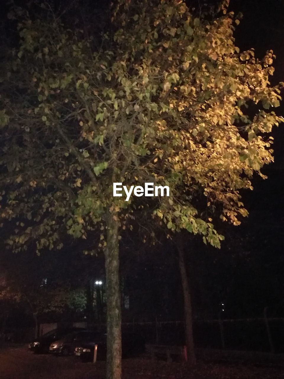 CLOSE-UP OF TREE AGAINST ILLUMINATED STAR FIELD