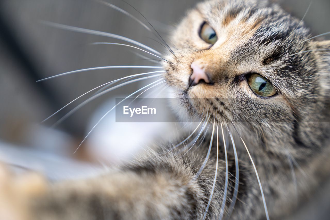 Close-up of a cat looking away