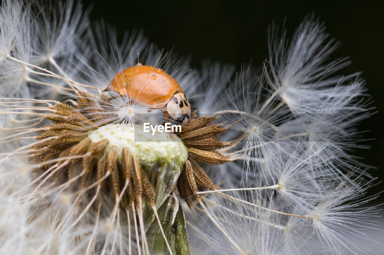 Ladybug sitting on flower. red ladybug on dandelion. shallow depth of field, focus on insect. 