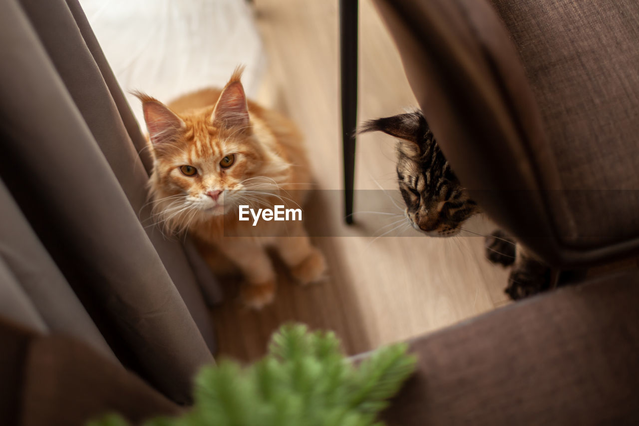 HIGH ANGLE VIEW OF CAT SITTING ON FLOOR