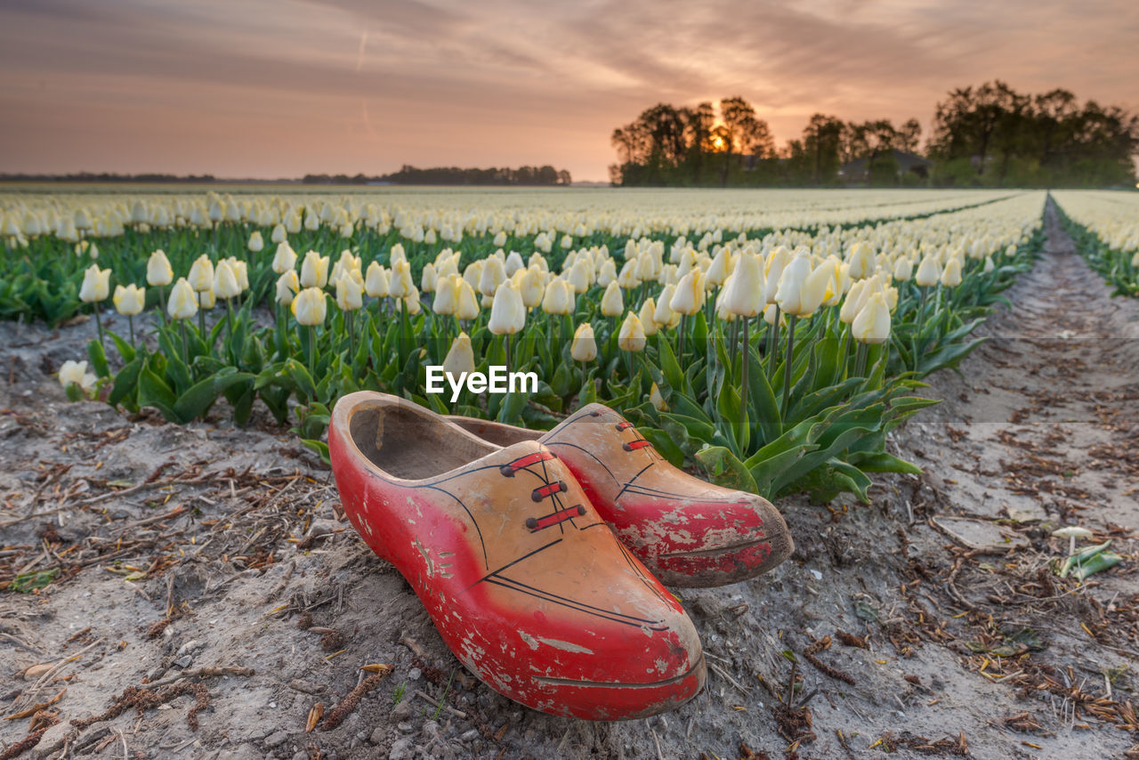 Close-up of clogs on field with tulips against sky during sunset