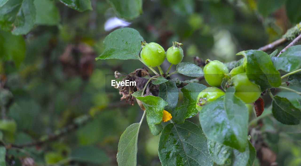 CLOSE-UP OF FRESH GREEN PLANT WITH LEAVES