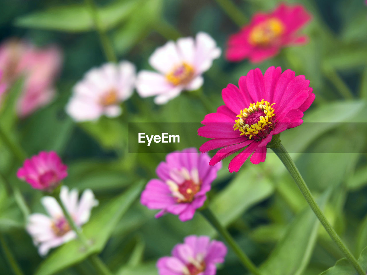 Close-up of pink zinnia blooming in park