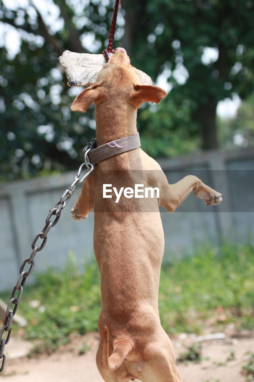REAR VIEW OF A DOG LOOKING AT CAMERA