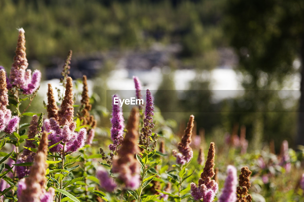 Slope leading down to the river with pink flowers and those that have turned brown by early autumn