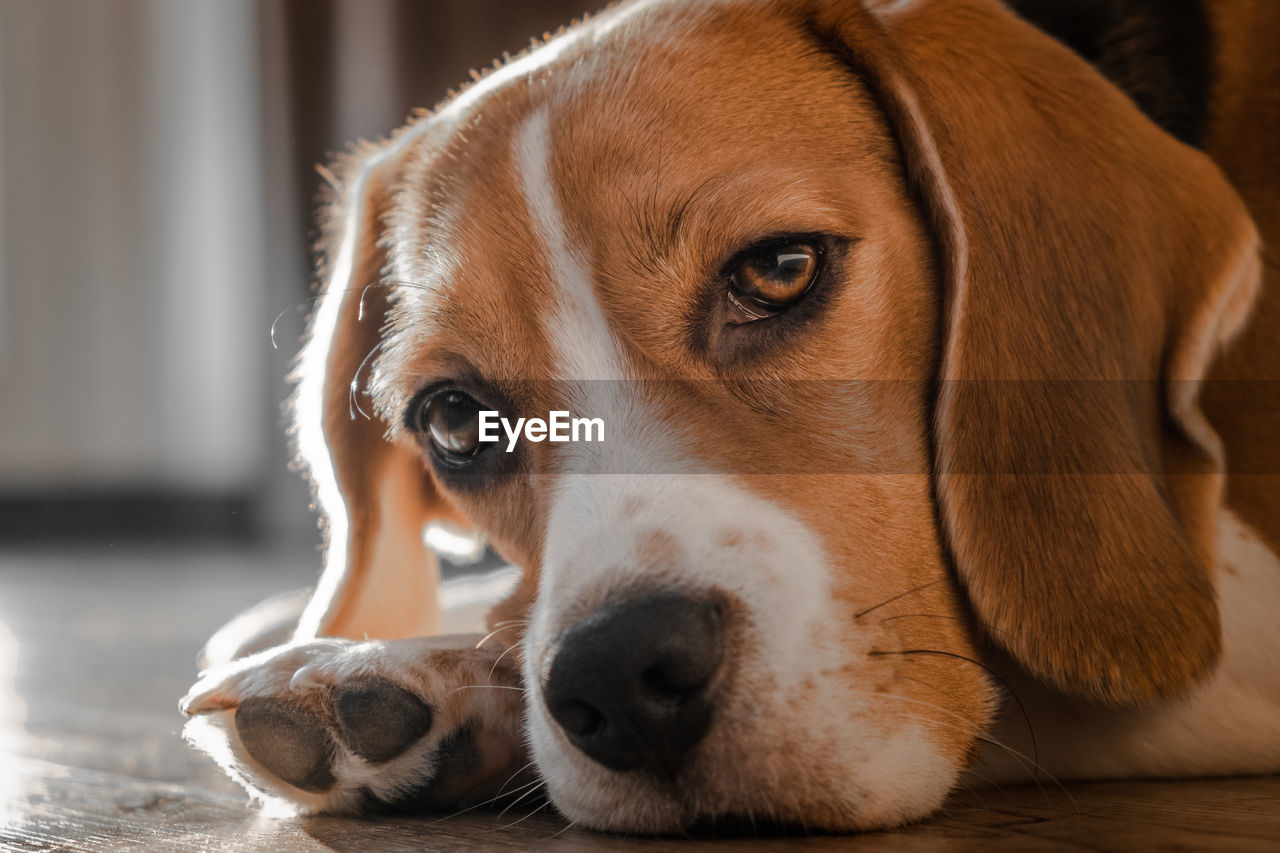Beagle dog lies on the floor in the house, muzzle on the floor, looks cute at the camera