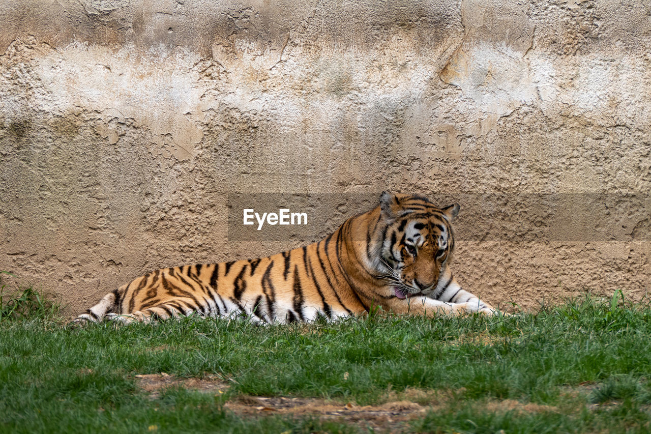 CAT RESTING ON A ZOO