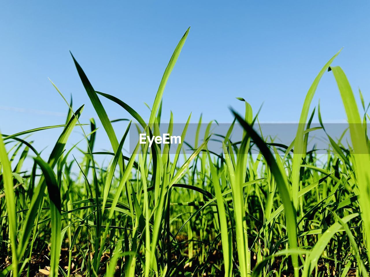 Close-up of corn field against clear blue sky