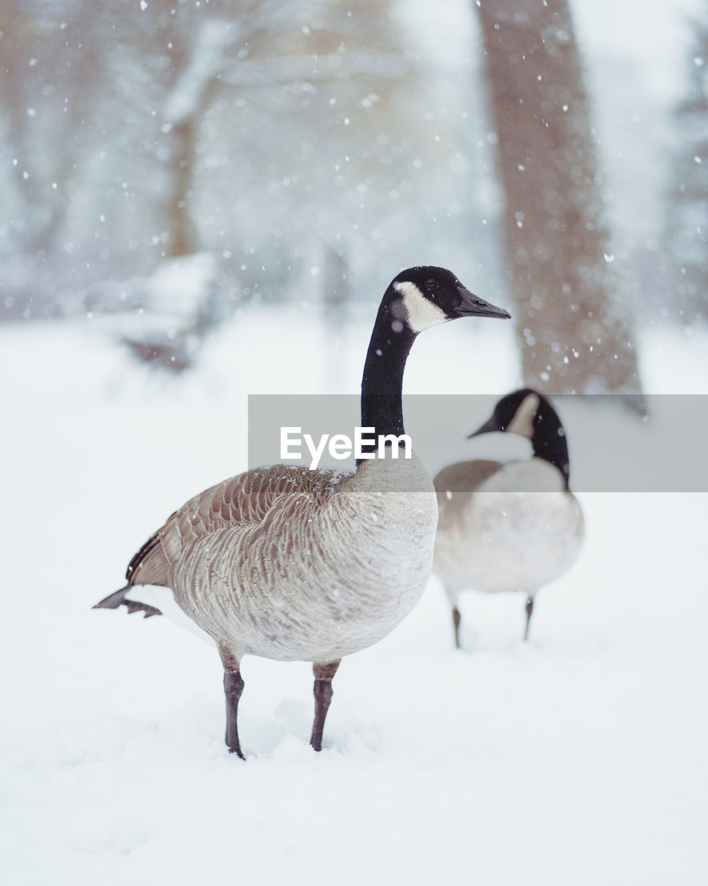 Canada geese on snow covered field
