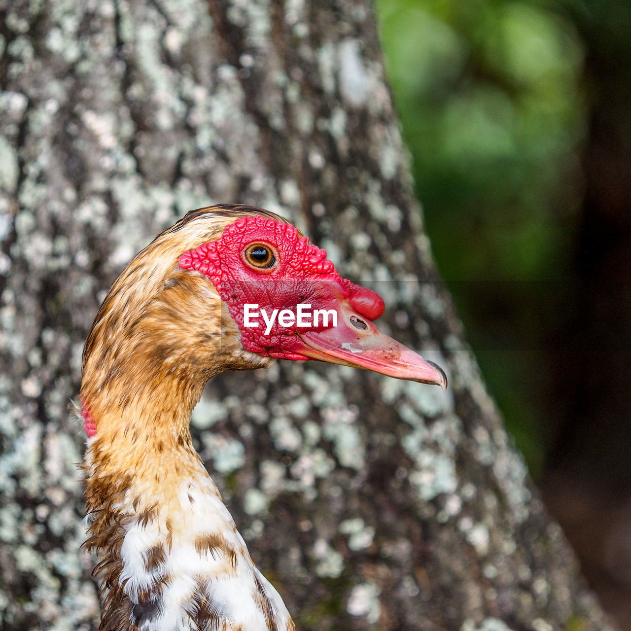 Muscovy male duck portrait