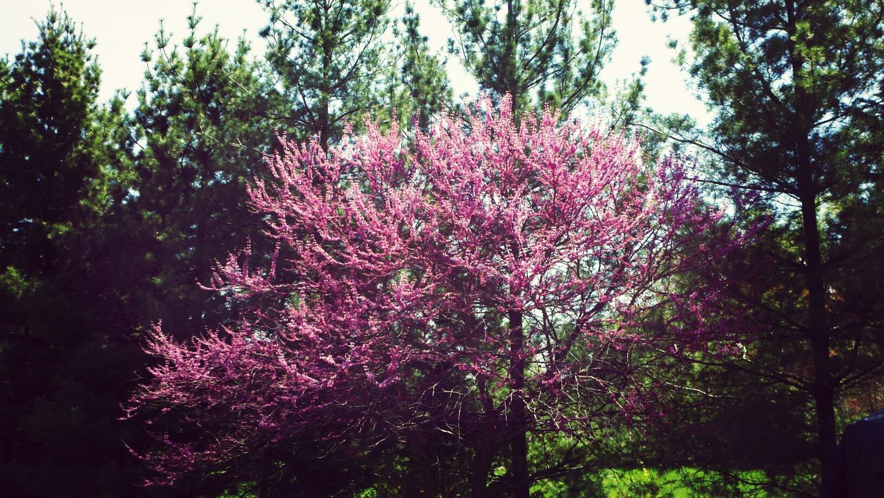 PINK FLOWERS GROWING ON TREE