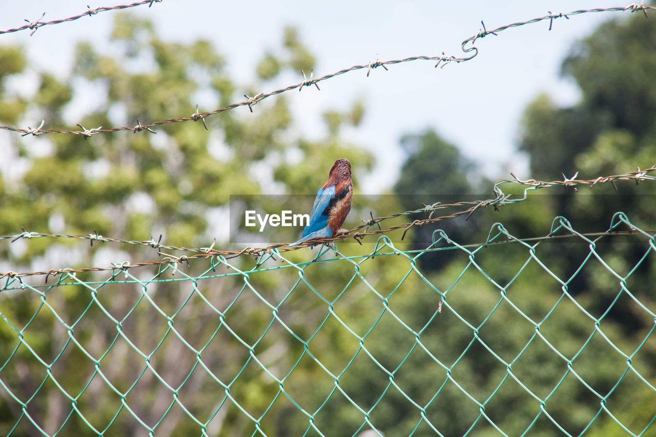 Kingfisher perching on chainlink fence against sky