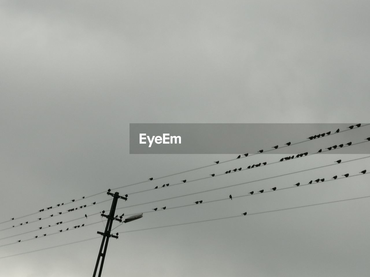 Low angle view of birds perching on cable