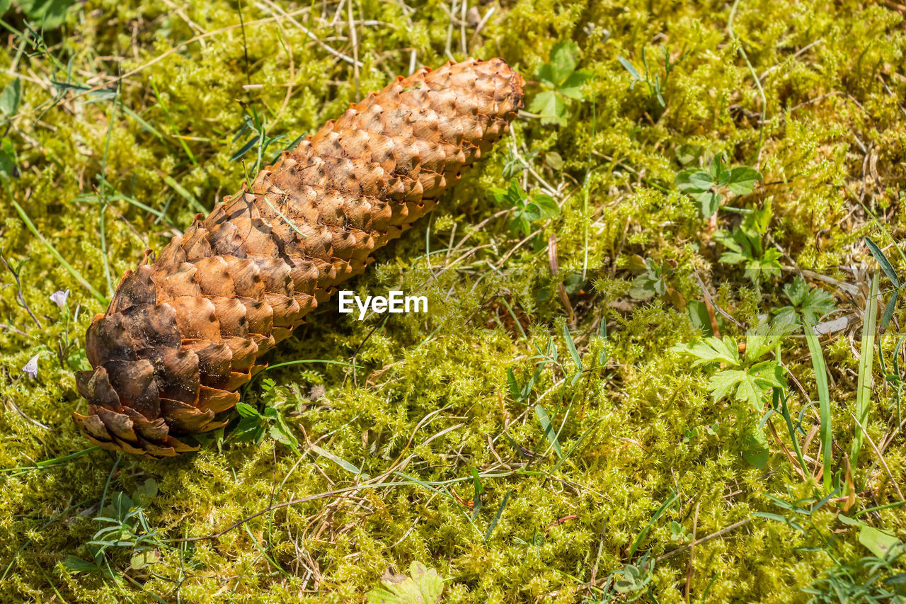 High angle view of pine cone on grassy field