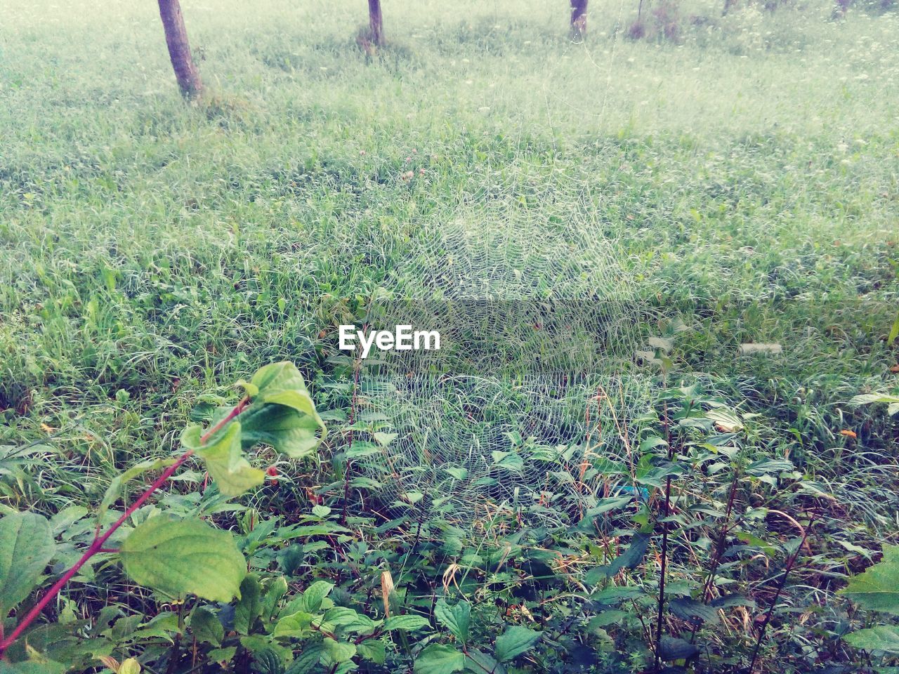 Close-up of plants growing on field