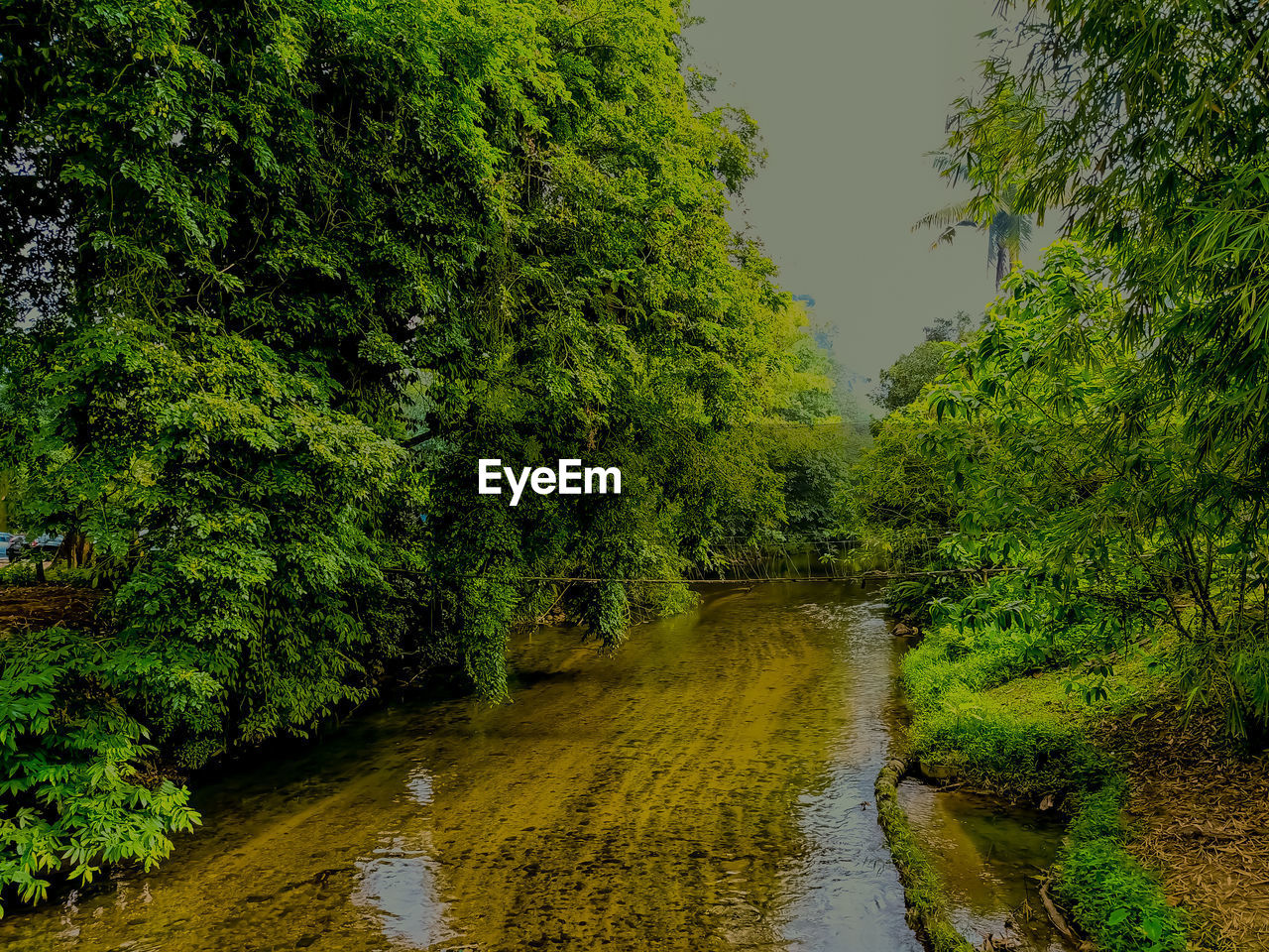 SCENIC VIEW OF RIVER AMIDST TREES IN FOREST