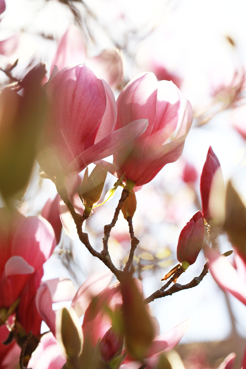 CLOSE-UP OF PINK CHERRY BLOSSOMS ON BRANCH